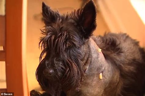  Terriers: ¿Misterio en la costa soleada con espías desgarbados y un humor ácido?